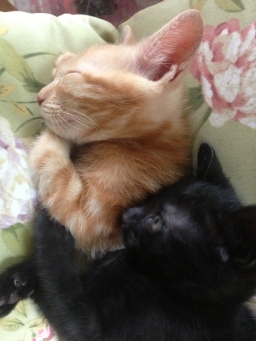 Kittens Cuddling